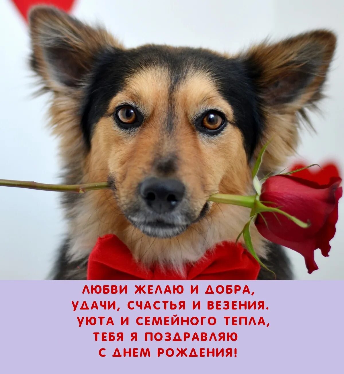 Дент собак. Собаки с сердечками. собачка с сердечком. день собак. собака с праздником.