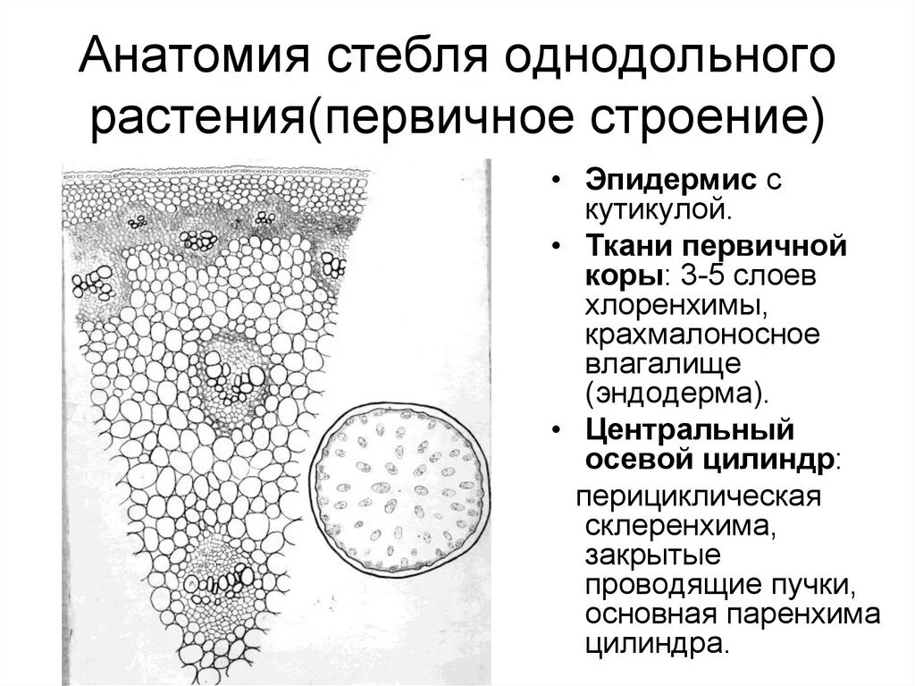 Однодольные растения ткани. Строение стебля однодольных и двудольных растений. Внутреннее строение стебля однодольных растений. Строение стебля однодольных растений рисунок. Первичное строение стебля однодольных.