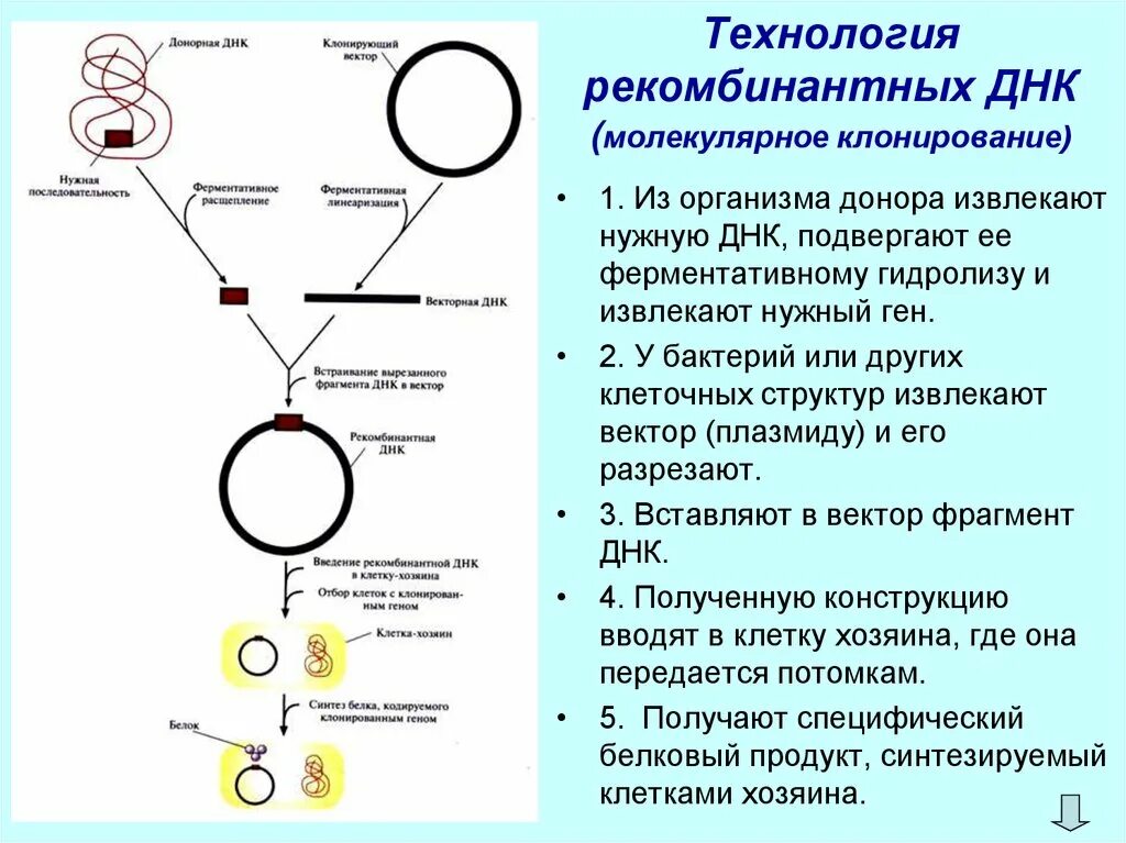 Метод рекомбинантных ДНК этапы. Основные принципы технологии рекомбинантной ДНК. Методы получения рекомбинантных молекул ДНК.. Этапы получения рекомбинантных молекул.