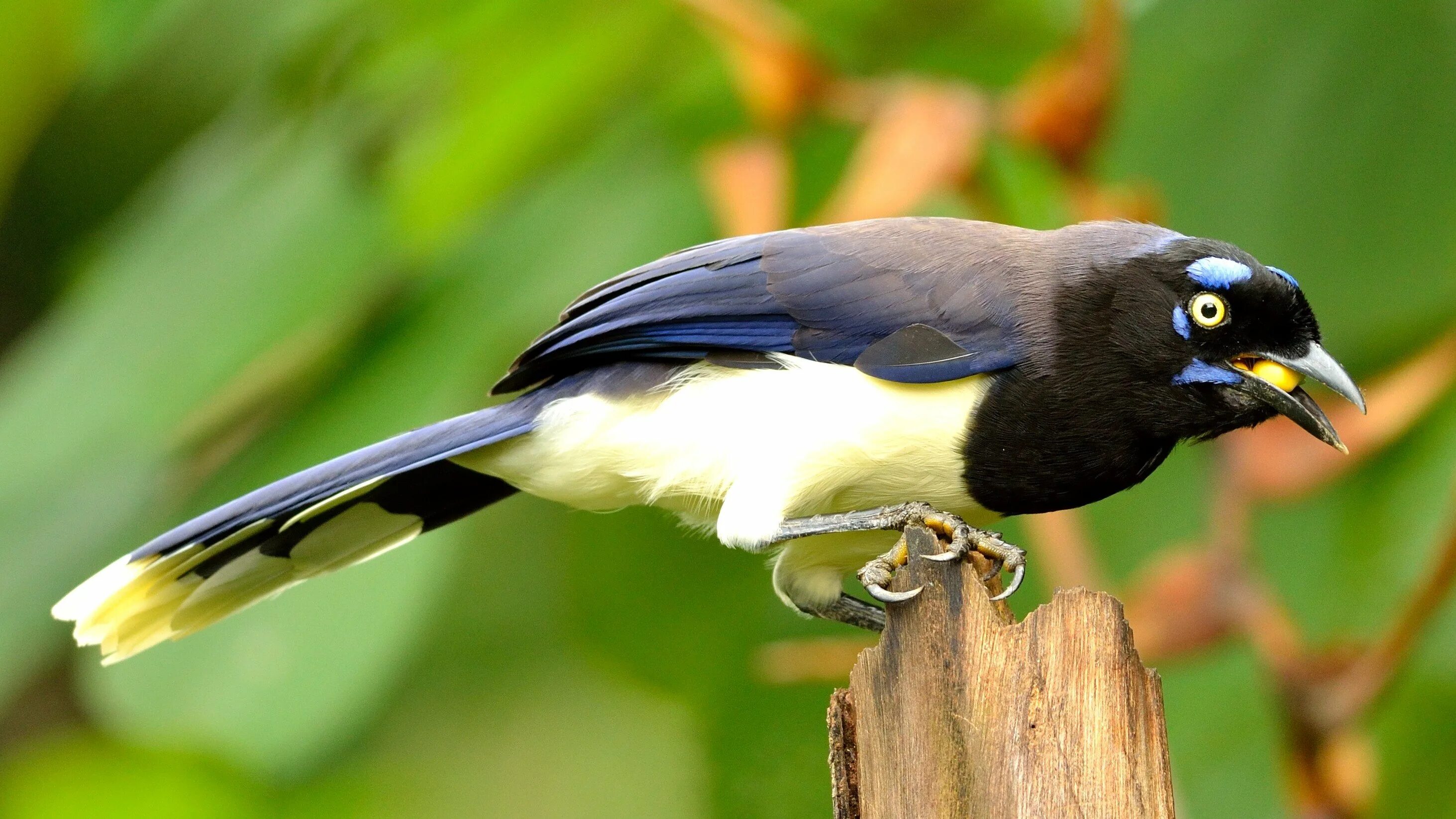 Cyanocorax affinis. Черногрудый Дрозд. Cyanocorax caeruleus. Черногрудая птичка.