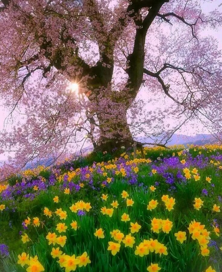 Цветущее дерево. Деревья в цвету. Цветущий сад. Natural spring