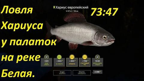 Рр4 форель на белой