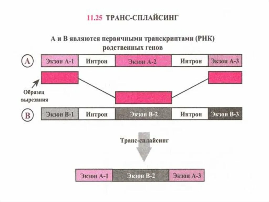 Интроны экзоны сплайсинг. Интрон генетика. Экзон РФ.