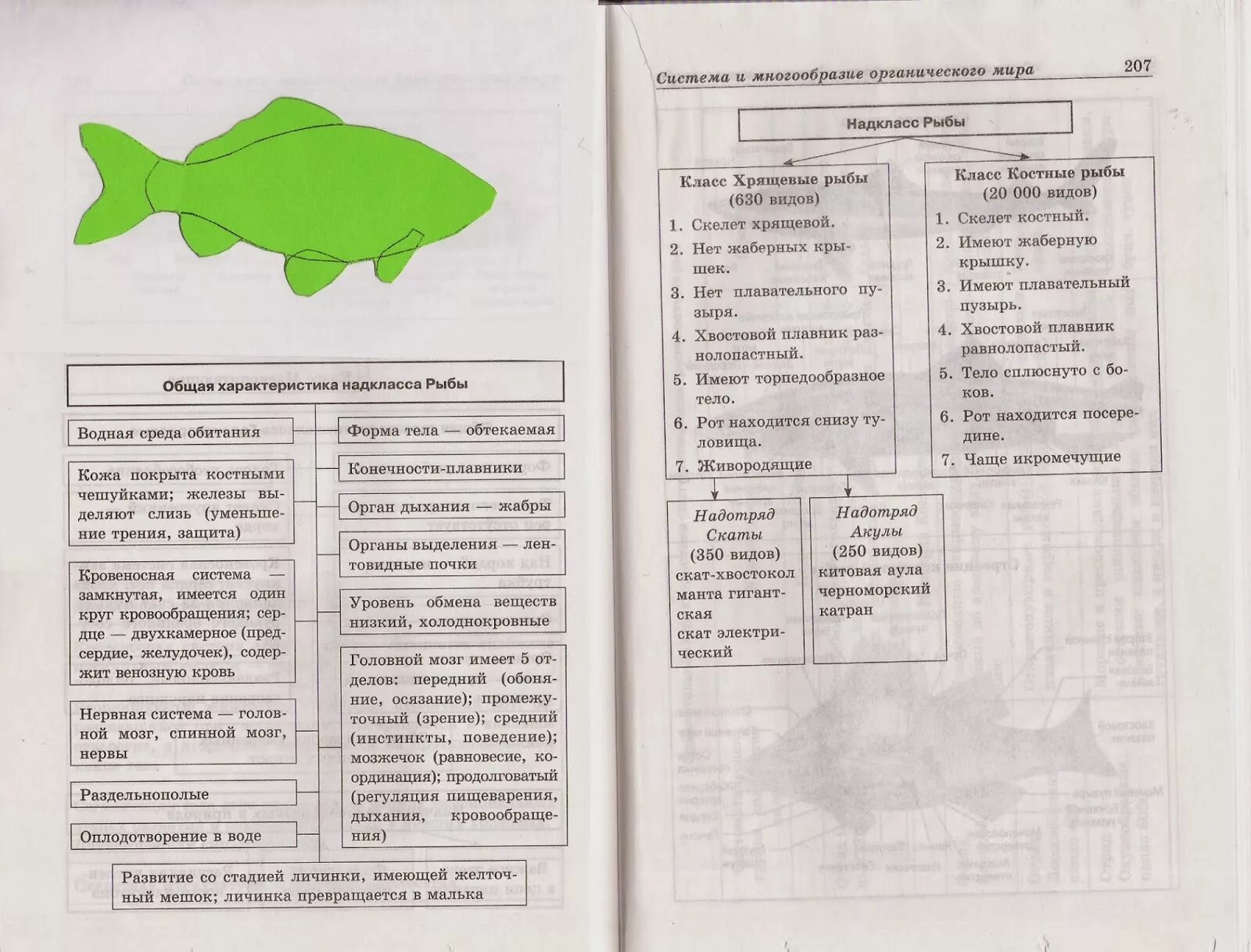 Надкласс рыбы 7 класс. Тест Надкласс рыбы 7 класс. Надкласс рыбы 7 класс биология. Контрольная работа по рыбам 8 класс биология