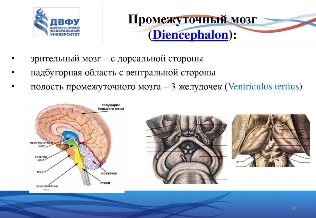 Части промежуточного мозга анатомия. Третий желудочек полость промежуточного мозга строение. Вентральный отдел промежуточного мозга. Промежуточный мозг анатомия мед универ.