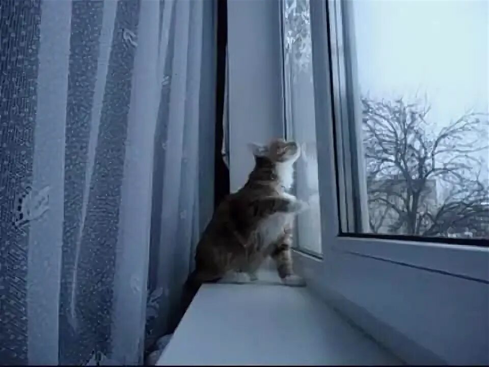 Сетка для кота на окно. Видео окошках. Видео окошках. Вид из окна размытый. Кошка на окне.