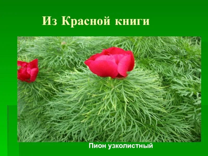 Красная книга россии цвета. Пион узколистный. Пион узколистный желтый. Растения красной книги России. Растения которые занесены в красную.