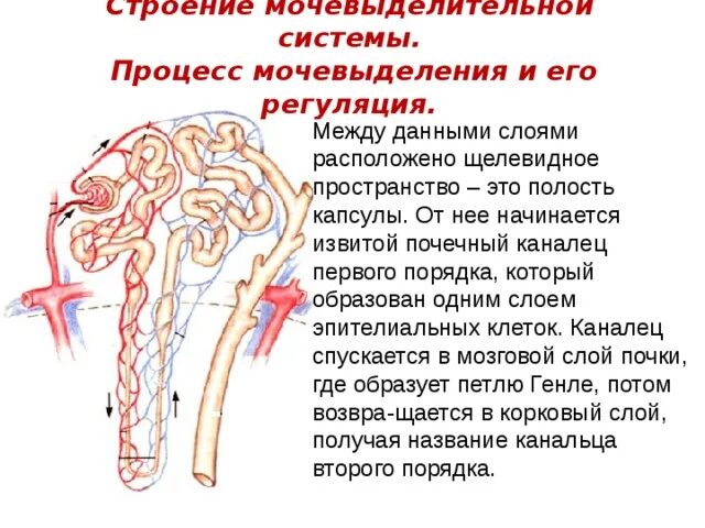 Строение выделительной системы извитой каналец. Извитой каналец первого порядка извитой каналец второго порядка. Извитой почечный каналец первого порядка. Извитой каналец строение мочевыделительной системы.