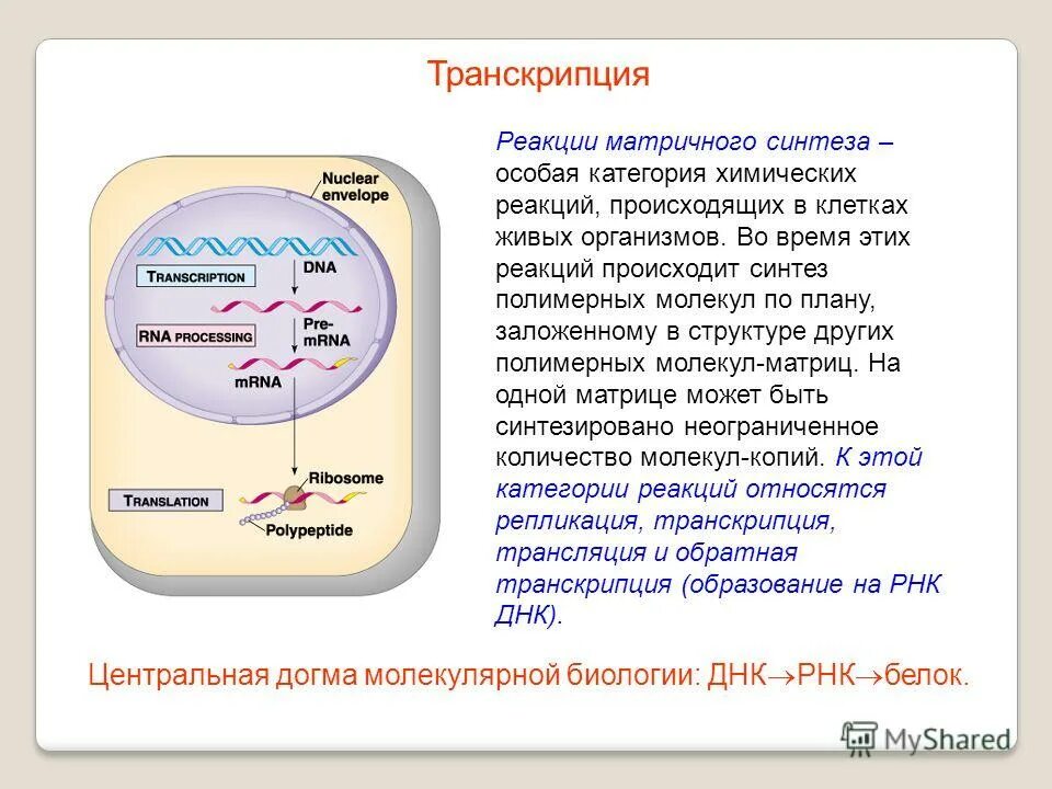 Задачи транскрипции. Химический синтез белков. транскрипция и трансляция днк. процесс транскрипции происходит.