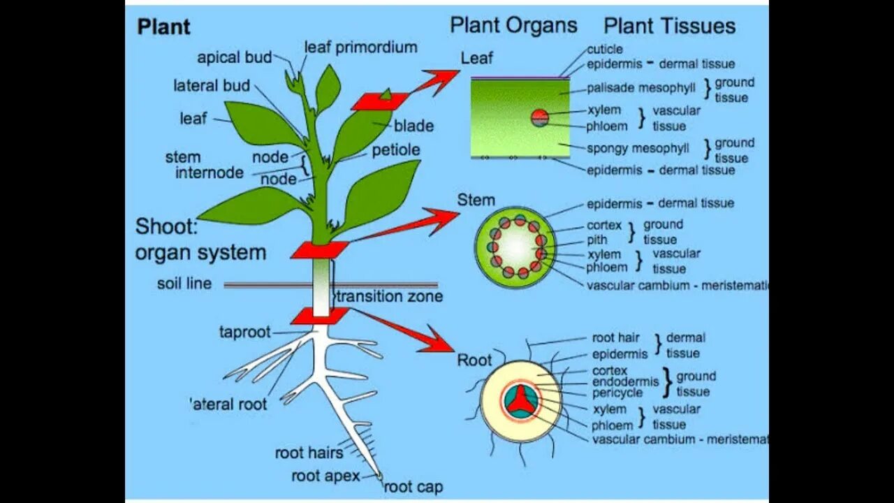 Система растений. Plant Organs. Plant Biology Plant structure. Plant Tissue structure.