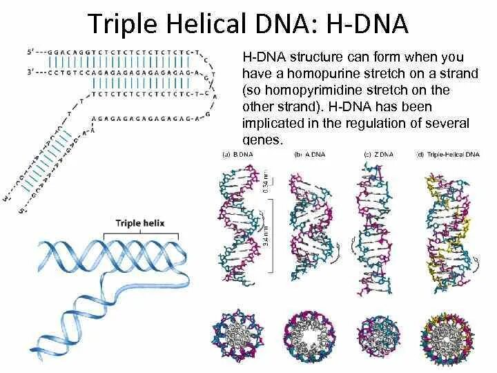 Тройная ДНК. Новое открытие в ДНК. Открытие ДНК плакат. Helical parameters of the three forms of DNA.