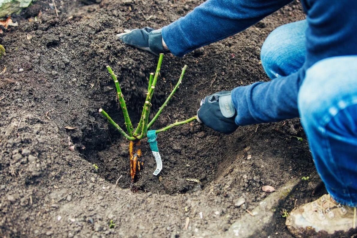 Можно ли сейчас садить. Посадка роз. Посадка роз весной в открытый грунт. Посадка плетистой розы весной. Посадка кустовой розы в открытый грунт весной.