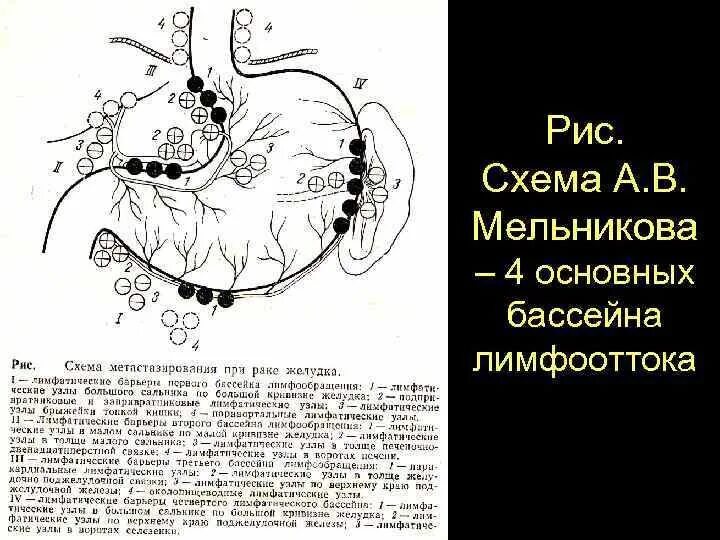 Регионарные лимфоузлы желудка. Лимфатические узлы желудка схема. Регионарные лимфоузлы брюшной полости. Региональные лимфатические узлы желудка. Лимфоузлы пищевода