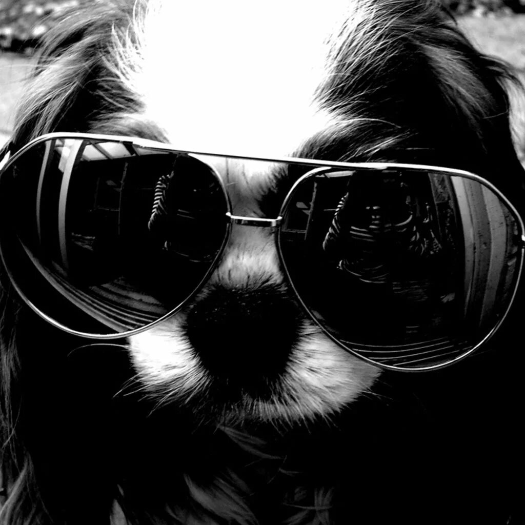 Крутой профиль. Аватар в очках. Картинки на аватарку. Собака в темных очках. Аватар для профиля.