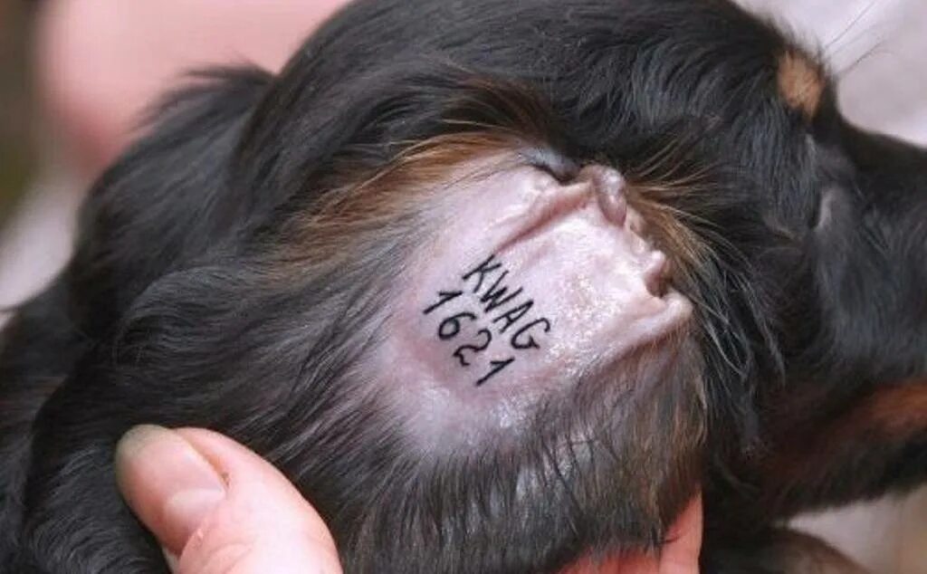 Клеймо у собаки. Клеймо у собаки. Клеймо у собаки. Клеймо у собаки. Клеймо у собаки.