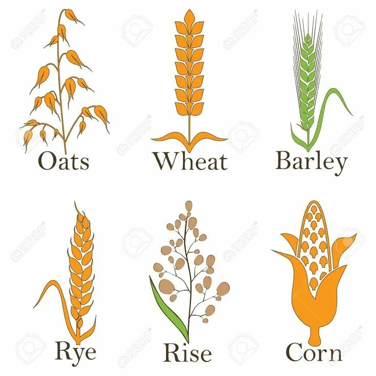 Wheat транскрипция. Wheat barley вектор. vector wheat barley rice. пшеница графика. рожь графика.