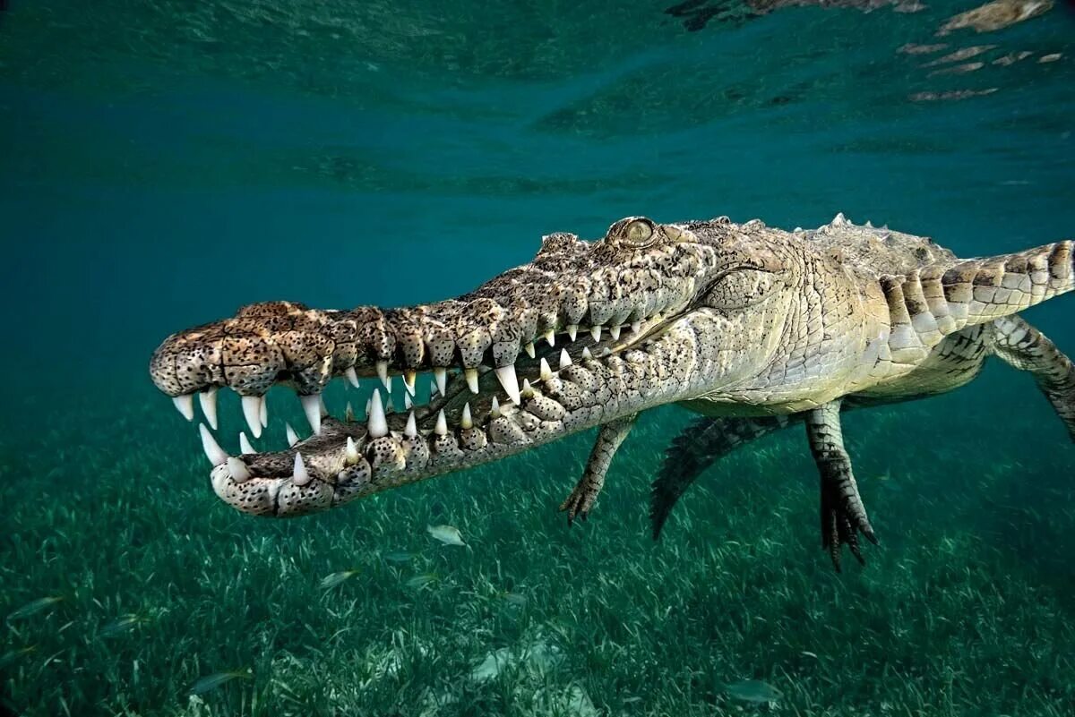 10 самых больших животных. Гребнистый крокодил. Морской гребнистый крокодил. Австралийский гребнистый крокодил. Гребнистый крокодил в океане.