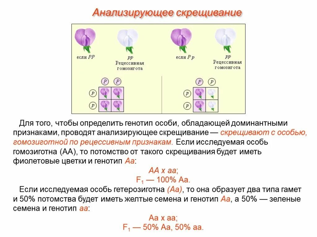 Определите генотип гомозиготы