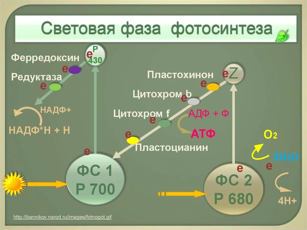 Световая фаза фотосинтеза фотосистема 1 и фотосистема 2. Световая фаза фотосинтеза 2 фотосистемы. Фотосистема 1 и 2 фотосинтез кратко. Фотосинтез схема 1 и 2 фотосистемы.