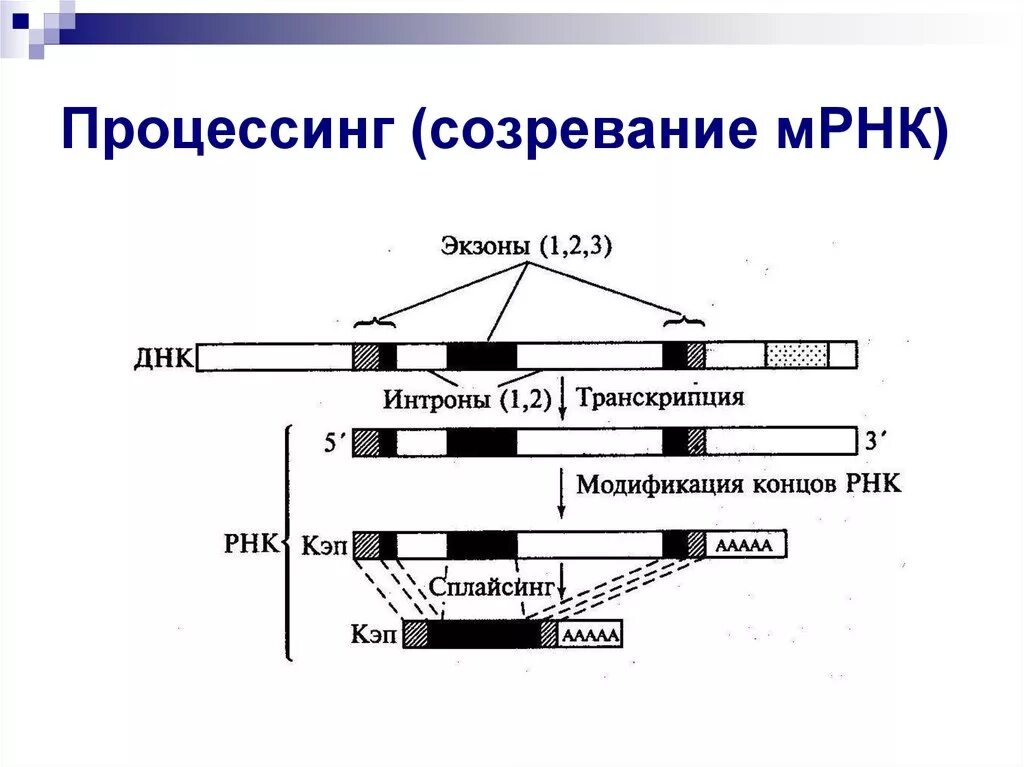 Последовательность этапов процессинга. Процессинг пре-МРНК У эукариот. Процессинг МРНК У эукариот. Процессинг МРНК созревание. Процессинг у эукариот схема.