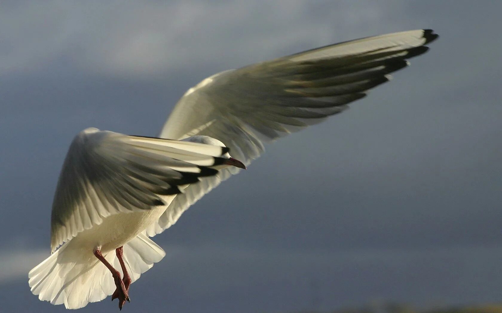 Гусиное крыло. Хлопающее крыло. Крыло птицы вектор фото. Попугай с расправленными крыльями. Хлопающее крыло.