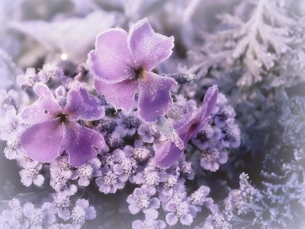 Картинки цветов в снегу. Фиалка изморозь. Зимние цветы. Красивые зимние цветы. Морозные цветы.