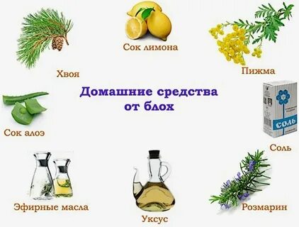 Способы избавиться от блох