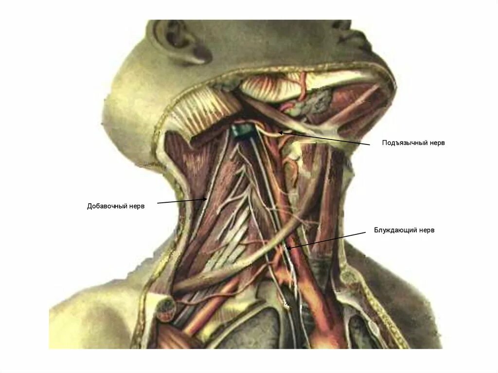 XII пара. Подъязычный нерв (n. hypoglossus). Подъязычный нерв анатомия. Блуждающий нерв и подъязычный. Подъязычный нерв, блуждающий нерв. Поражение подъязычного нерва
