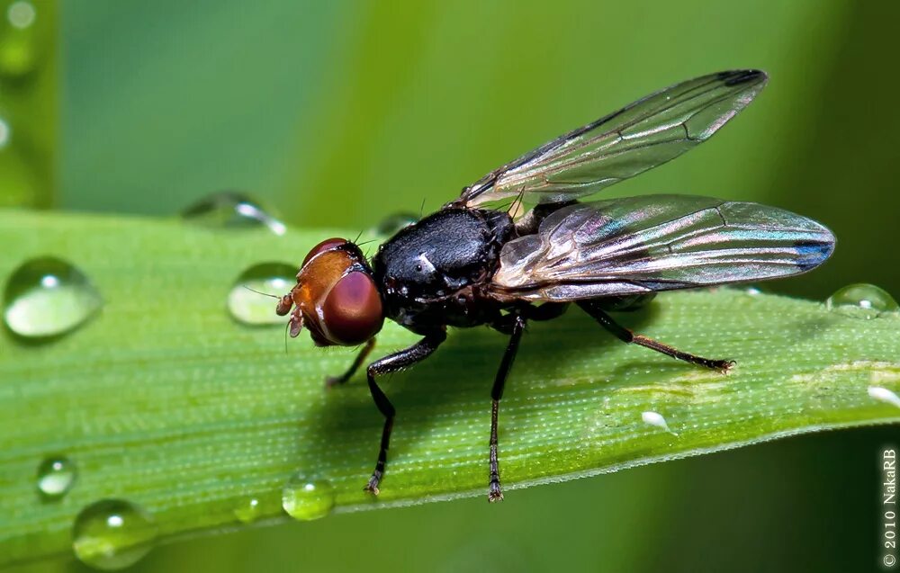 Отряд Двукрылые комары. Seioptera Vibrans. Двукрылые жуки. Отряд насекомых Двукрылые представители. Отряд двукрылые мухи