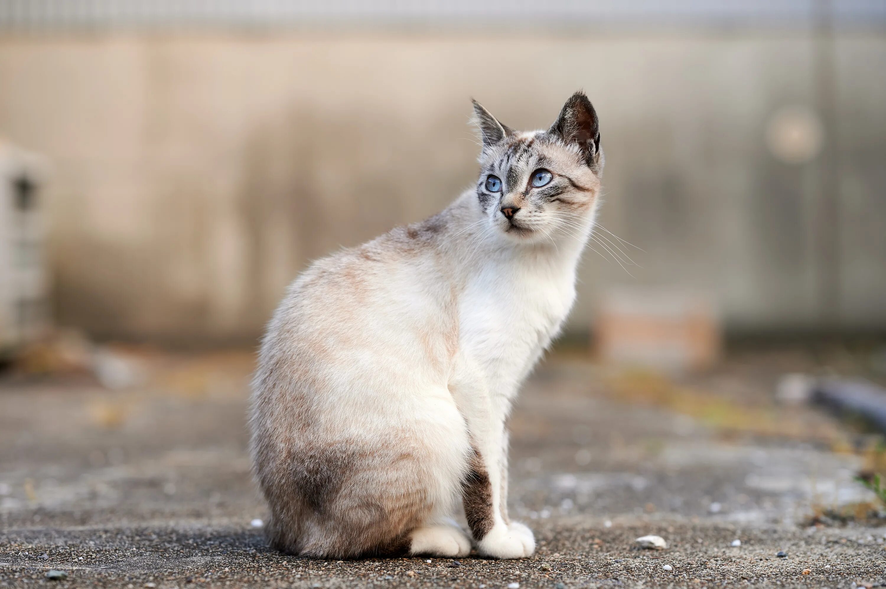 Фото сидящей кошки. Кот сидит. Сидячая кошка. Кот сидит боком. Кот сидит сбоку.