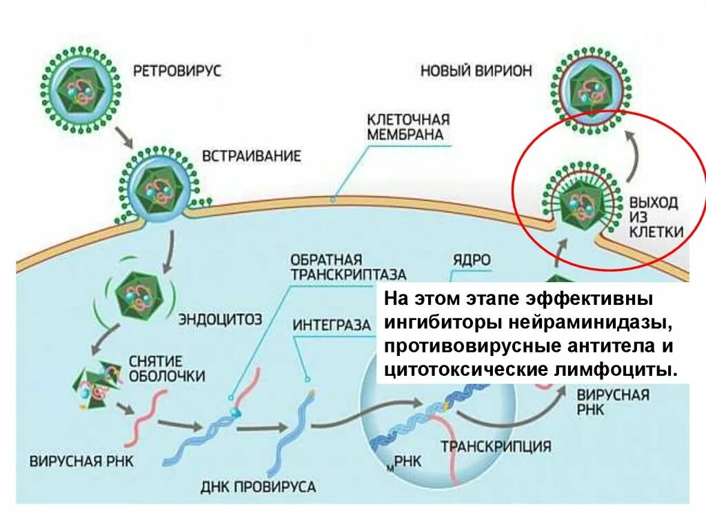 Ингибиторы нейраминидазы. Нейраминидаза механизм действия. Ингибиторы нейраминидазы механизм действия. Противовирусные антитела. Нейраминидаза вируса гриппа