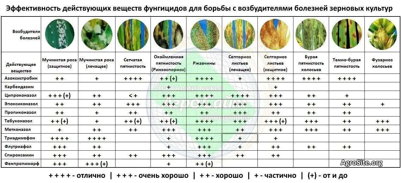 Как пользоваться фунгицидом