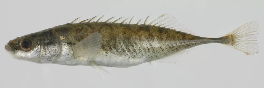 какую рыбу можно давать ребенку до года. карпы кои терри жилецки.