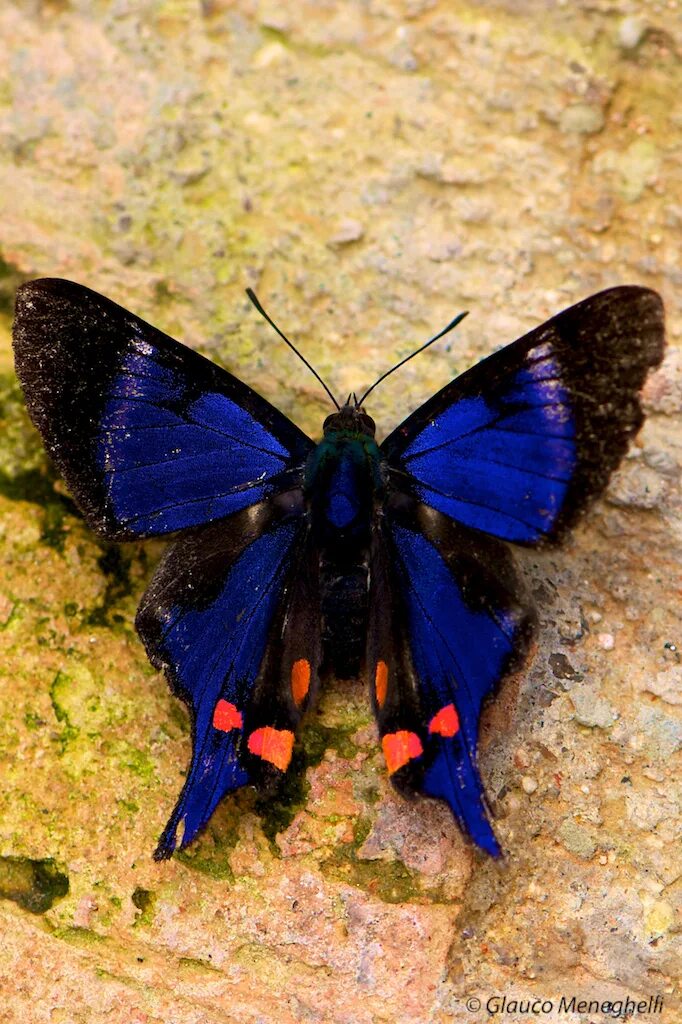 Название самых красивых бабочек. Калифорнийский синий Махаон. Красивые бабочки. Редкие бабочки. Разновидности бабочек.