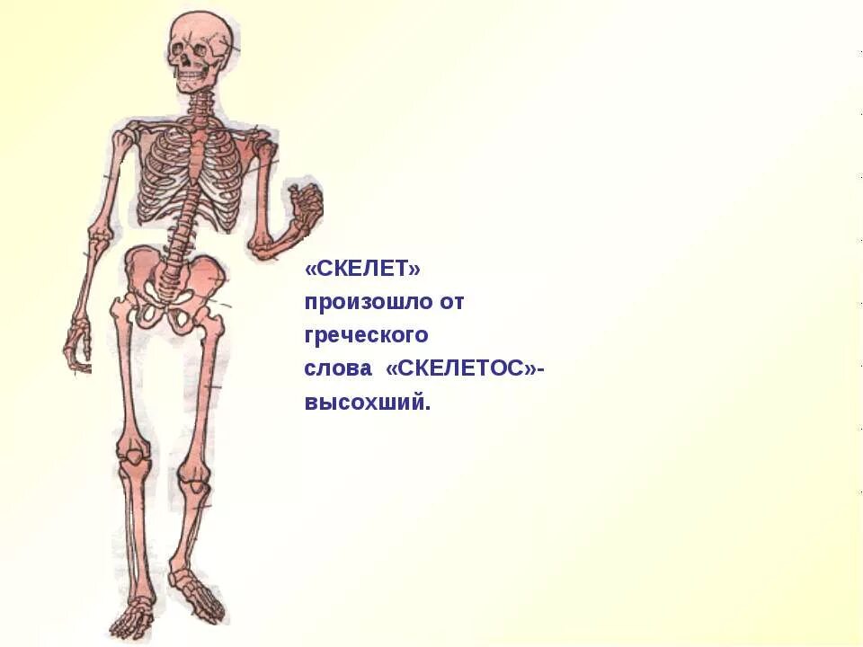 опора тела и движение 3 класс презентация. опора тела и движение. опоры и движения 3 класс. опора тела и движение презентация. опоры и движения 3 класс.