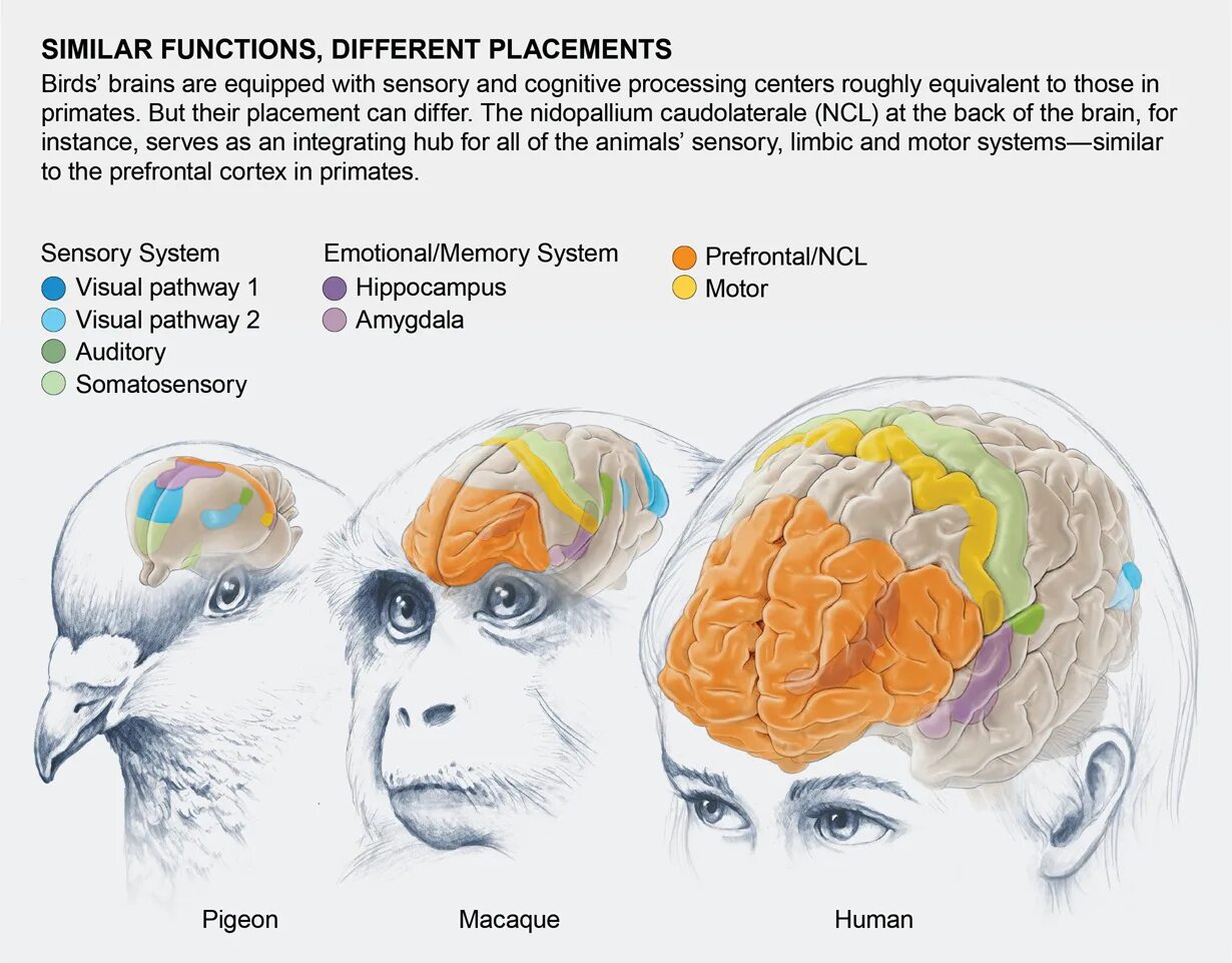 Размер мозга голубя. Размер мозг голубя и человека. Строение головного мозга голубя. Мозг птицы и человека.
