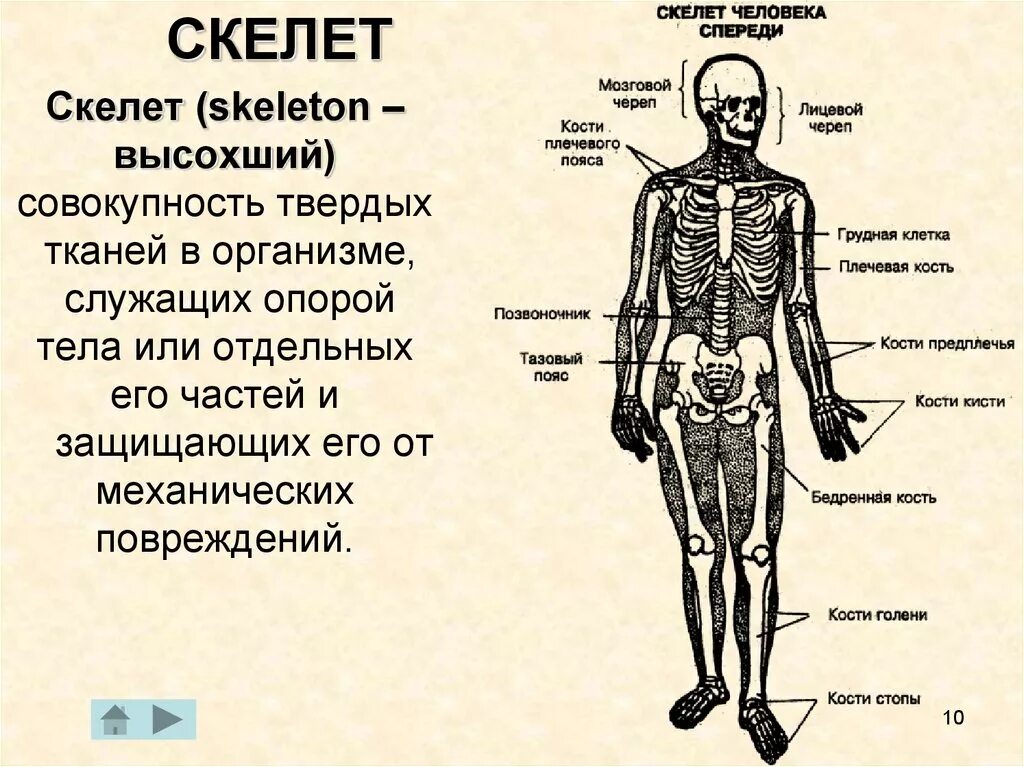 Какой тип ткани преобладает в скелете