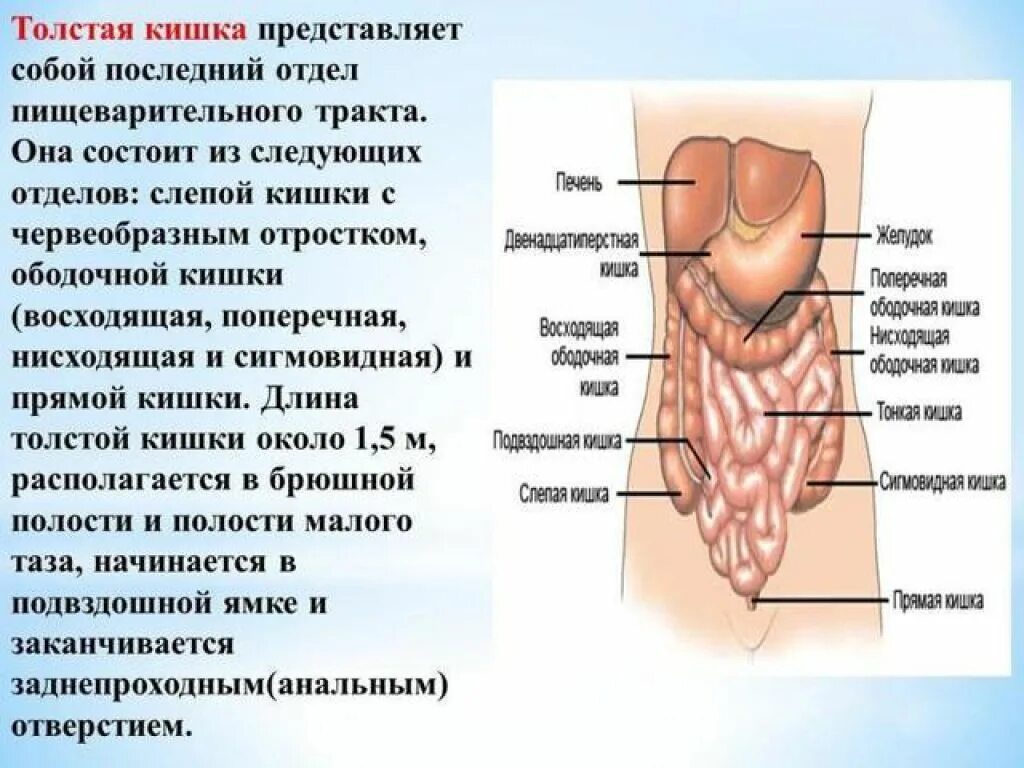 Изгибы прямой кишки в сагиттальной плоскости. Правильная поза для какания. Прямая кишка анатомия строение и функции. Ободочная кишка функции отделов. Положение прямой кишки.