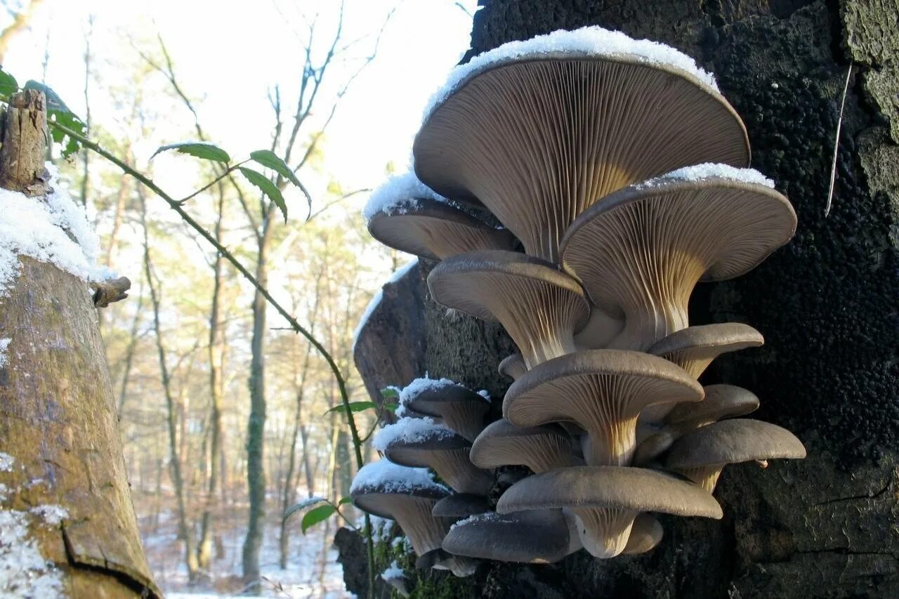 Вешенка Pleurotus ostreatus. Вёшенка обыкновенная / Pleurotus ostreatus. Вешенка рожковидная Лесная. Вёшенка обыкновенная Лесная. Вешенка часов