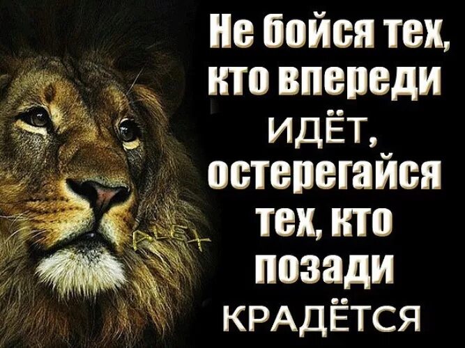Фразы про льва. Лев цитаты. Кого защищаешь грудью бьют в спину. Цитаты про Львов со смыслом.