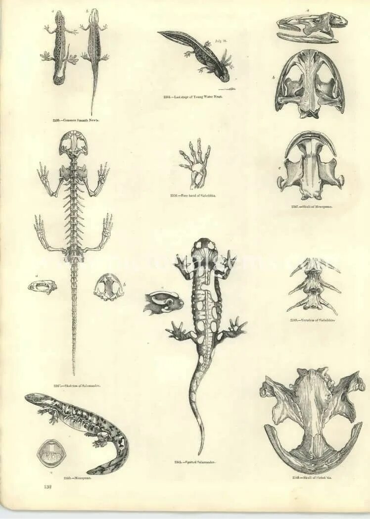 Задние конечности ящерицы. Анатомия хвостатых амфибий. Лапы ящерицы референс. Анатомия ящерицы для рисования. Лапы рептилий.