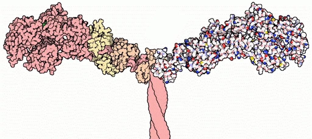 Белок миозин 2. Белок миозин. Миозин актин фибриллярные структуры белок. Молекула миозина. Актомиозин схема.