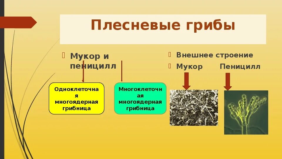 Классификация плесневых Грибова. Разнообразие грибов презентация. Многообразие и значение грибов. Строение и многообразие грибов.