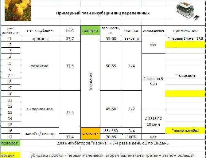 Вывод гусят в инкубаторе в домашних условиях. Таблица выведения перепелов в инкубаторе. Таблица вывода перепелов в инкубаторе в домашних. Таблица вывода перепелов в инкубаторе Золушка. Таблица инкубации перепелиных яиц в инкубаторе Несушка.