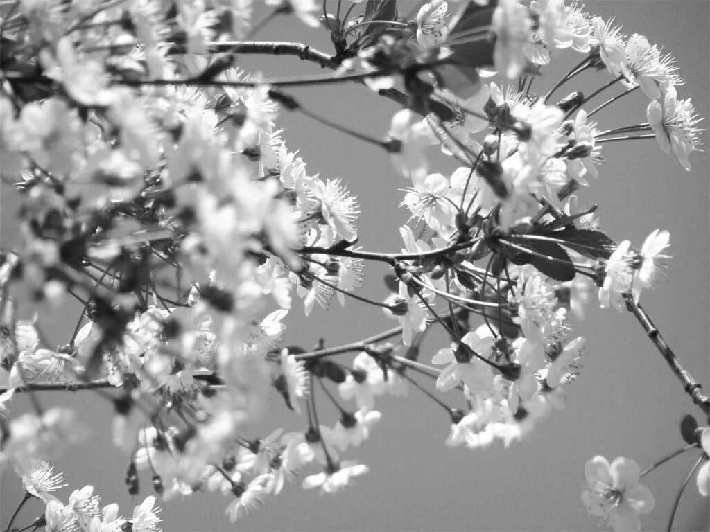 Картинки май черно белые. Цветущее дерево.