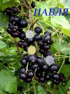Смородина ленинградская