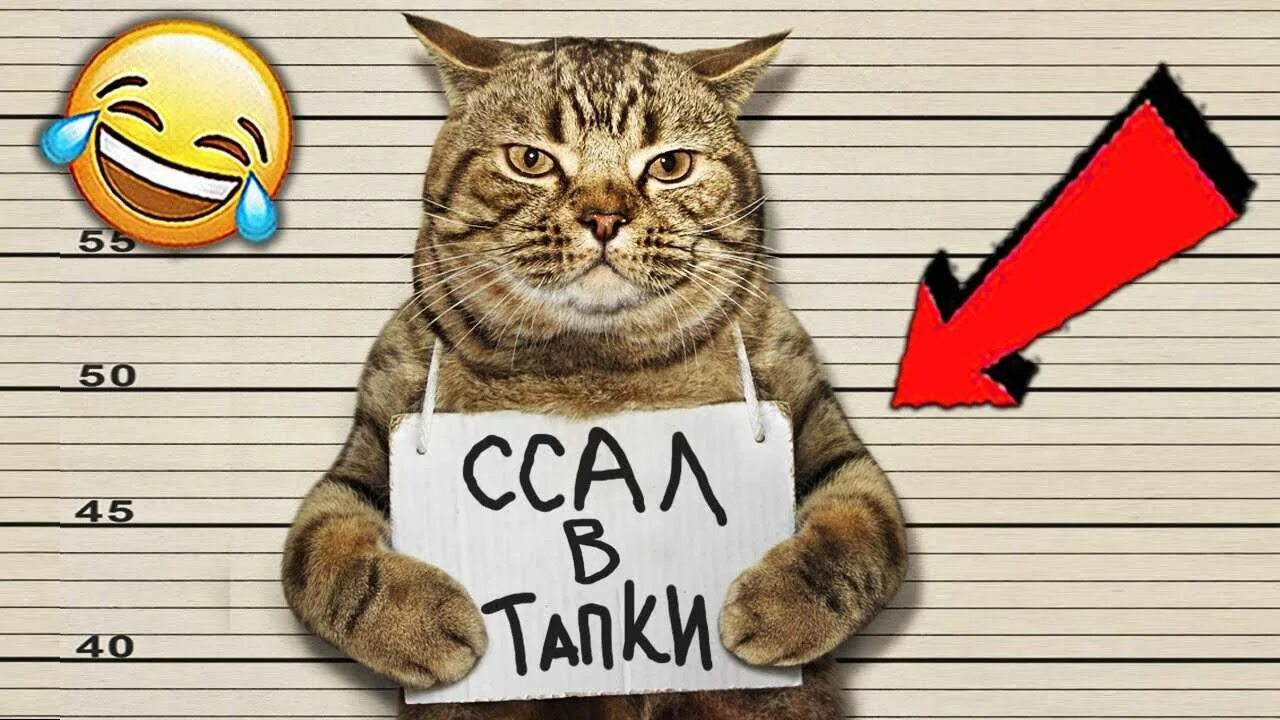 Хай написала. Кот с табличкой. Кот с табличкой в лапах. Прикол кот с табличкой. Кот преступник с табличкой.