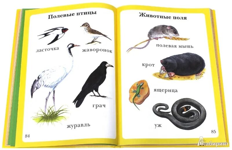 Книги 6 месяцев. Моя первая книга. Книга моя первая энциклопедия. Моя первая книга самая любимая. Первая книга малыша энциклопедия.