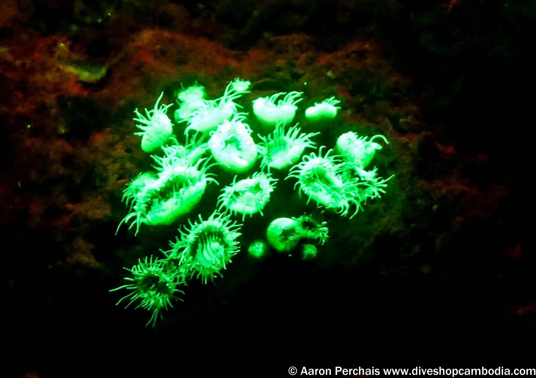 Биолюминесцентный планктон Вьетнам. Биолюминисцентные водоросли. Phalacroma rotundatum фитопланктон. Люминесцентные водоросли. Продукция фитопланктона
