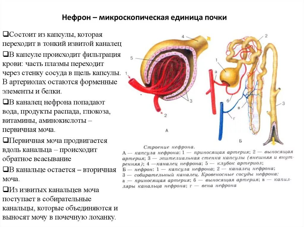 Из мочеточников моча поступает. Фильтрация мочи в капсуле нефрона. Фильтрация крови в капсуле нефрона. Капсула нефрона процесс фильтрации крови. Моча в нефроне.